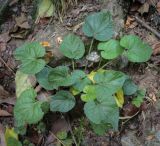 View full-size image Viola suavis