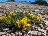 Смотреть изображение Genista scythica