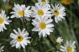 Смотреть изображение Pyrethrum corymbosum