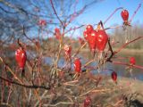 Rosa glabrifolia. Ветвь с перезимовавшими плодами. Костромская обл., Кадыйский р-н, берег реки Нёмды. 27 апреля 2010 г.