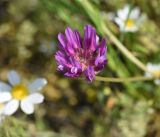 View full-size image genus Astragalus