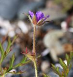 View full-size image Erodium stephanianum