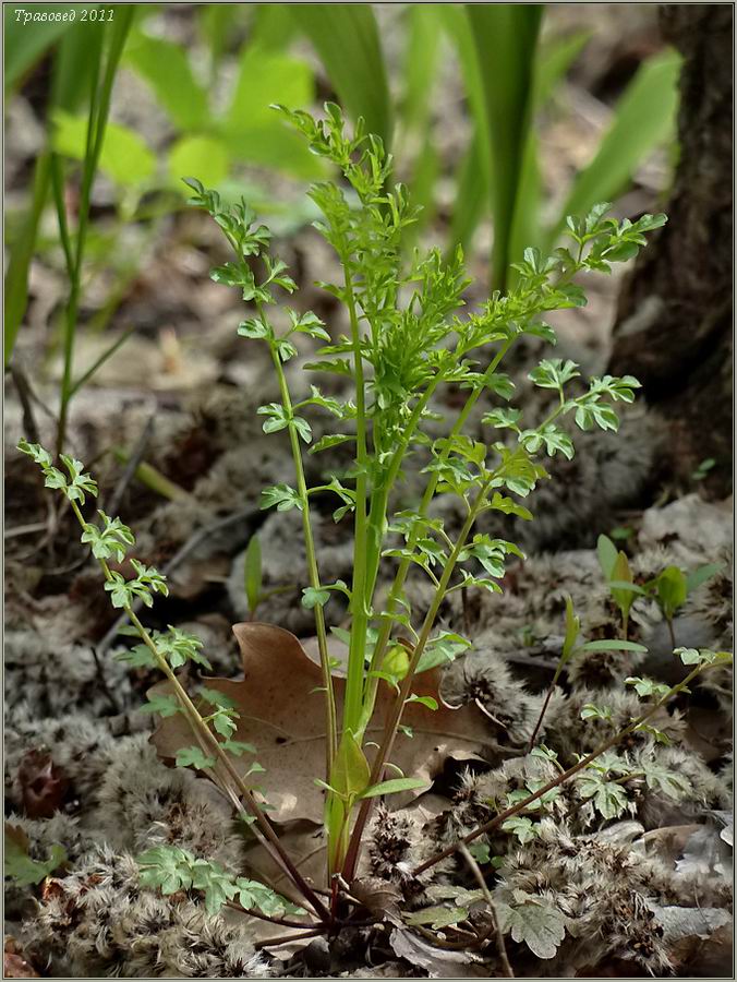 Image of Cardamine impatiens specimen.