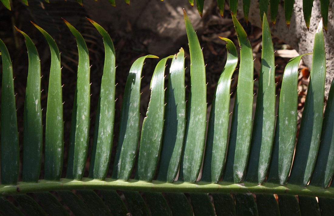 Image of Dioon spinulosum specimen.