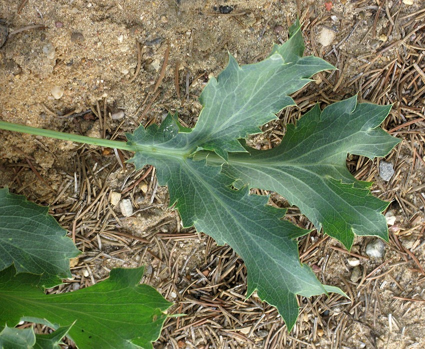 Изображение особи Eryngium campestre.