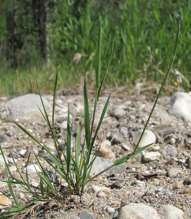 Хвощи растут на почвах. Полевица. Полевица Плантариум. Agrostis stolonifera. Лаготис побегоносный.