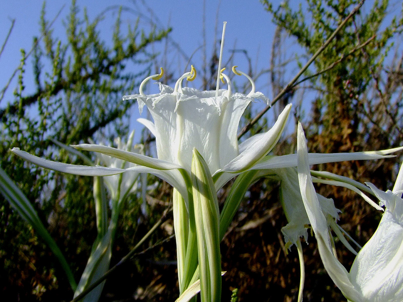 Изображение особи Pancratium maritimum.