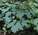 Actaea spicata