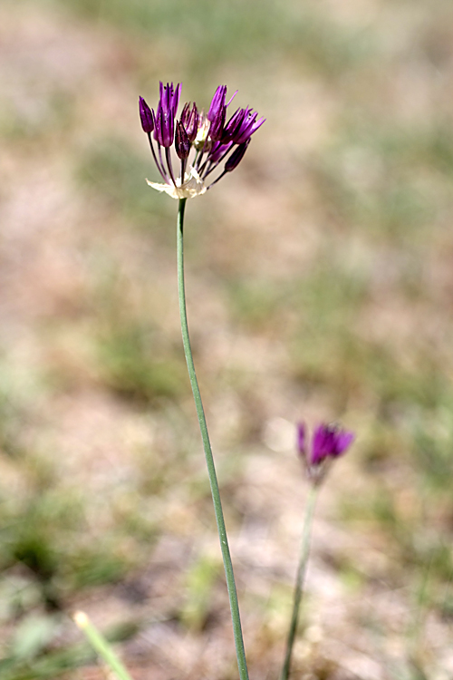 Изображение особи Allium jodanthum.