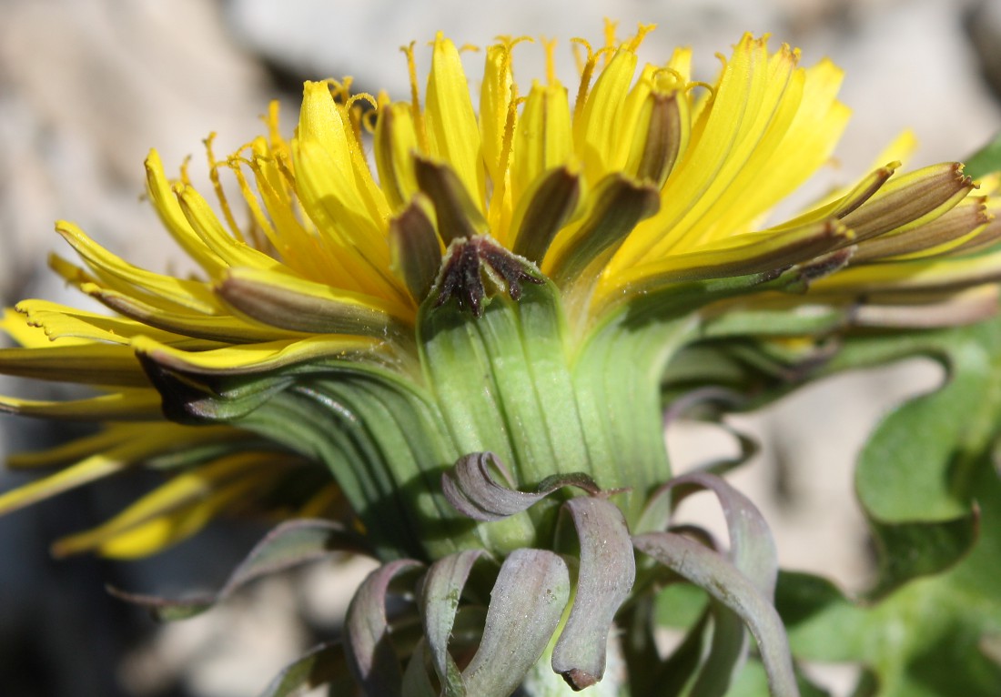 Image of genus Taraxacum specimen.