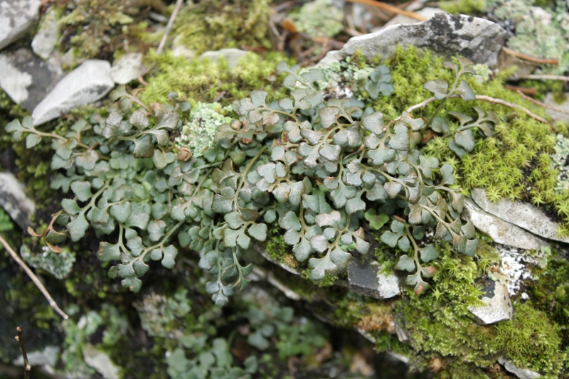 Image of Asplenium ruta-muraria specimen.