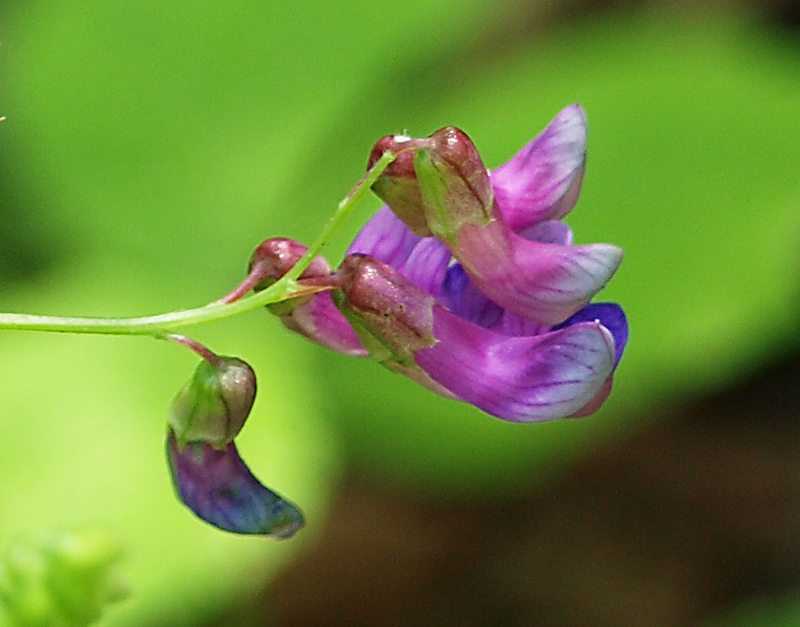 Image of Vicia unijuga specimen.