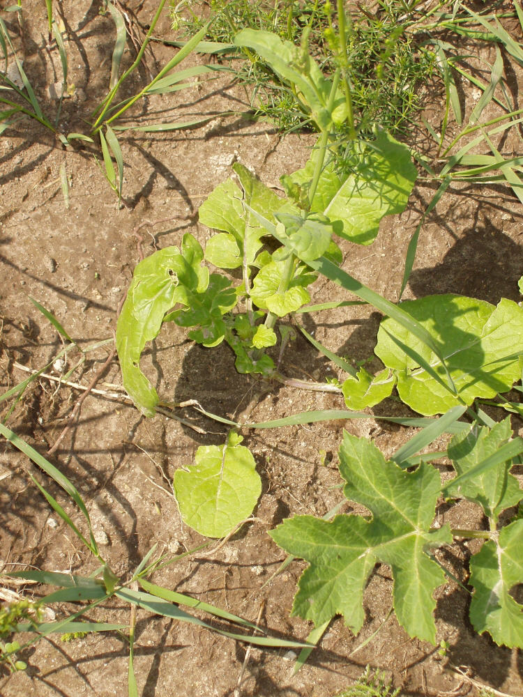 Изображение особи Brassica campestris.