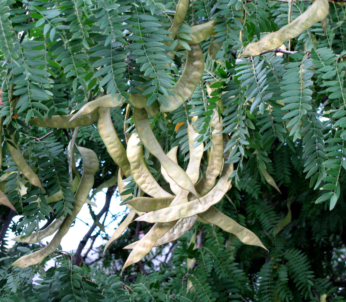 Изображение особи Gleditsia triacanthos.