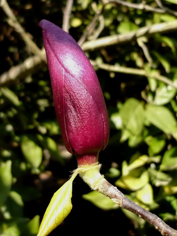 Image of Magnolia liliiflora specimen.