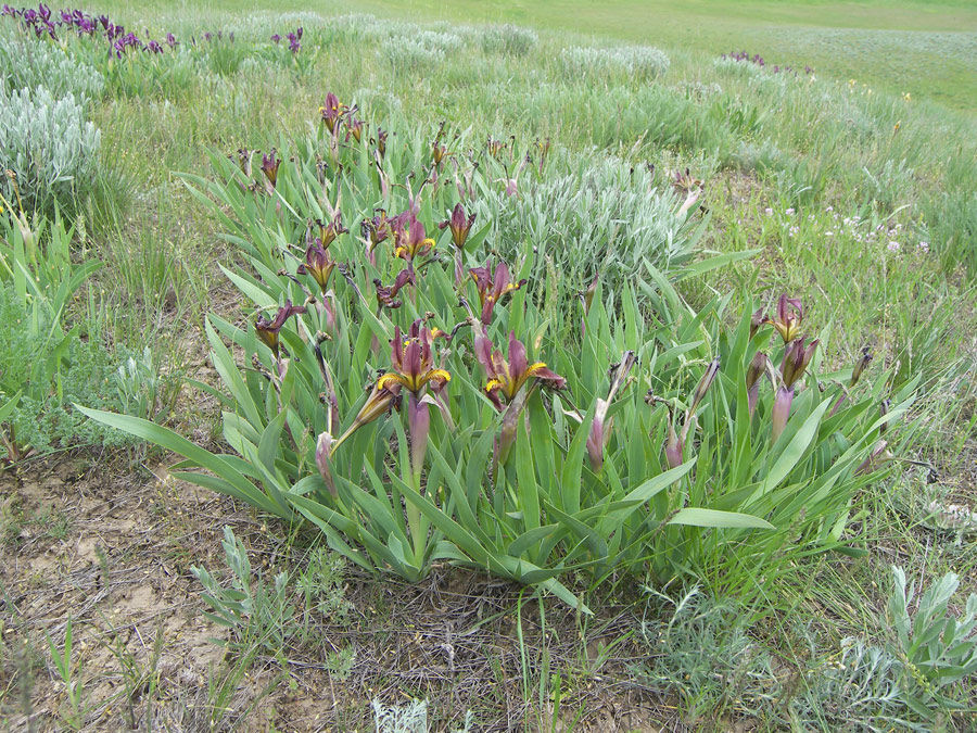 Image of Iris scariosa specimen.