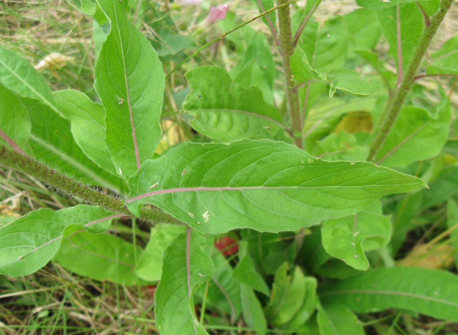 Image of Oenothera glazioviana specimen.