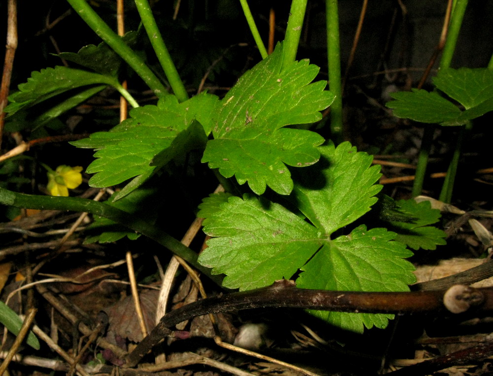 Изображение особи Ranunculus bujbensis.