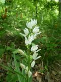 Cephalanthera longifolia