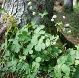 Astrantia pontica. Цветущие растения. Адыгея, окр. плато Лагонаки. 17.08.2008.