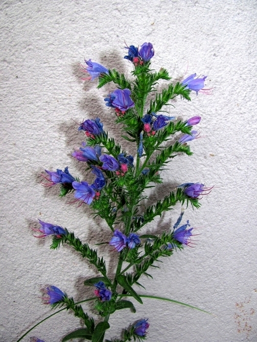 Image of Echium vulgare specimen.