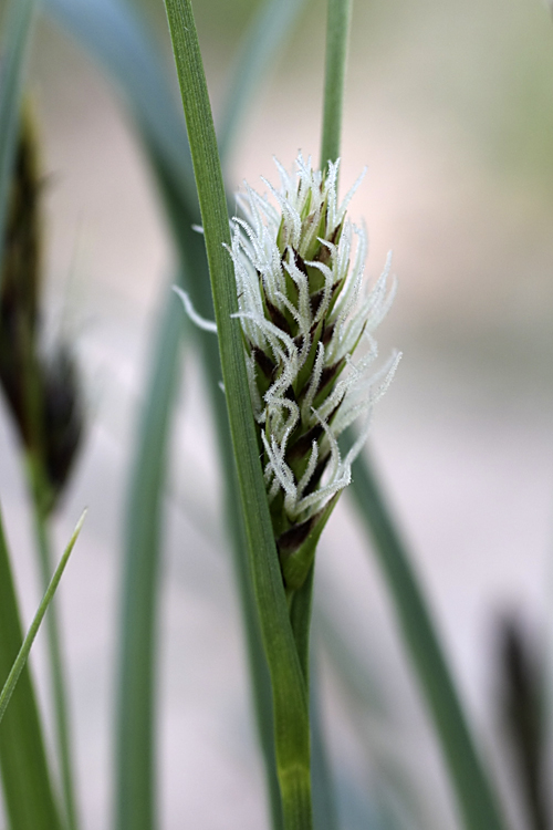 Image of genus Carex specimen.