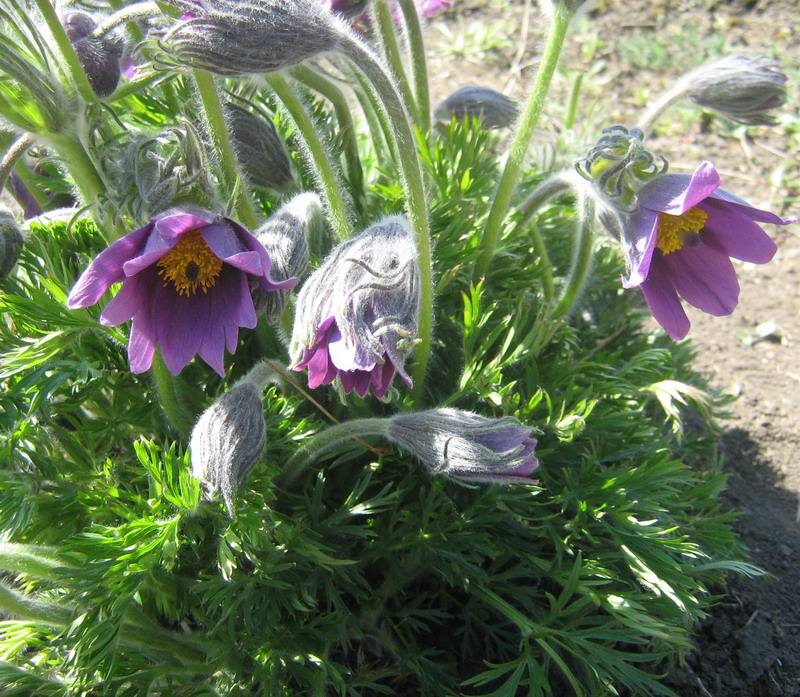 Изображение особи Pulsatilla vulgaris.