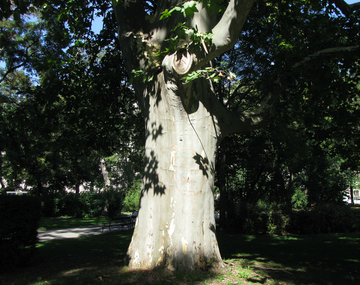 Image of Platanus orientalis specimen.