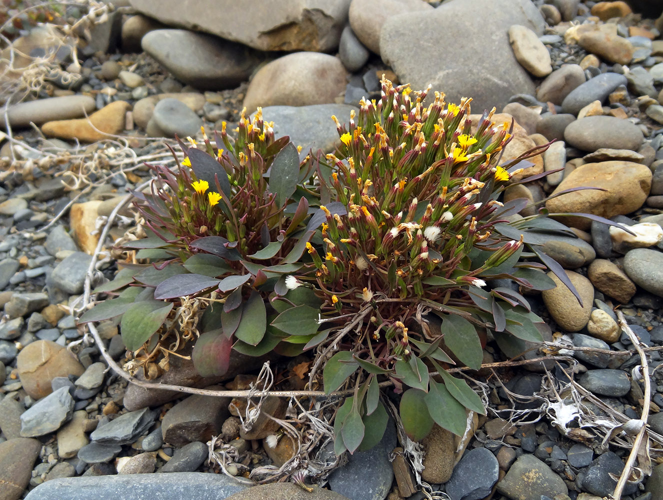 Image of Crepis jacutica specimen.