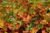 Platanus × acerifolia. Осенние листья в средней части кроны. Германия, г. Krefeld, ботанический сад. 21.10.2012.