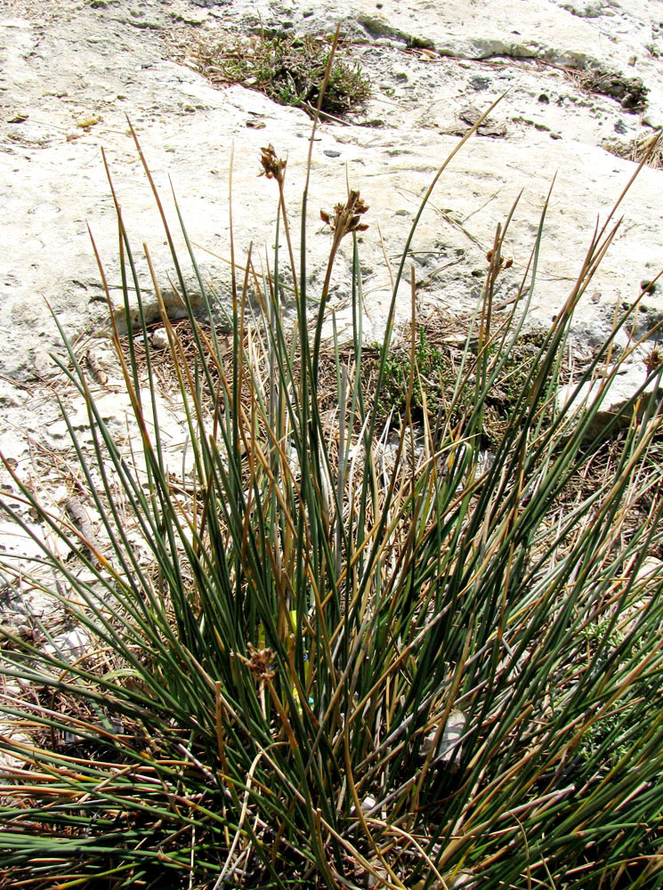 Image of Juncus acutus specimen.