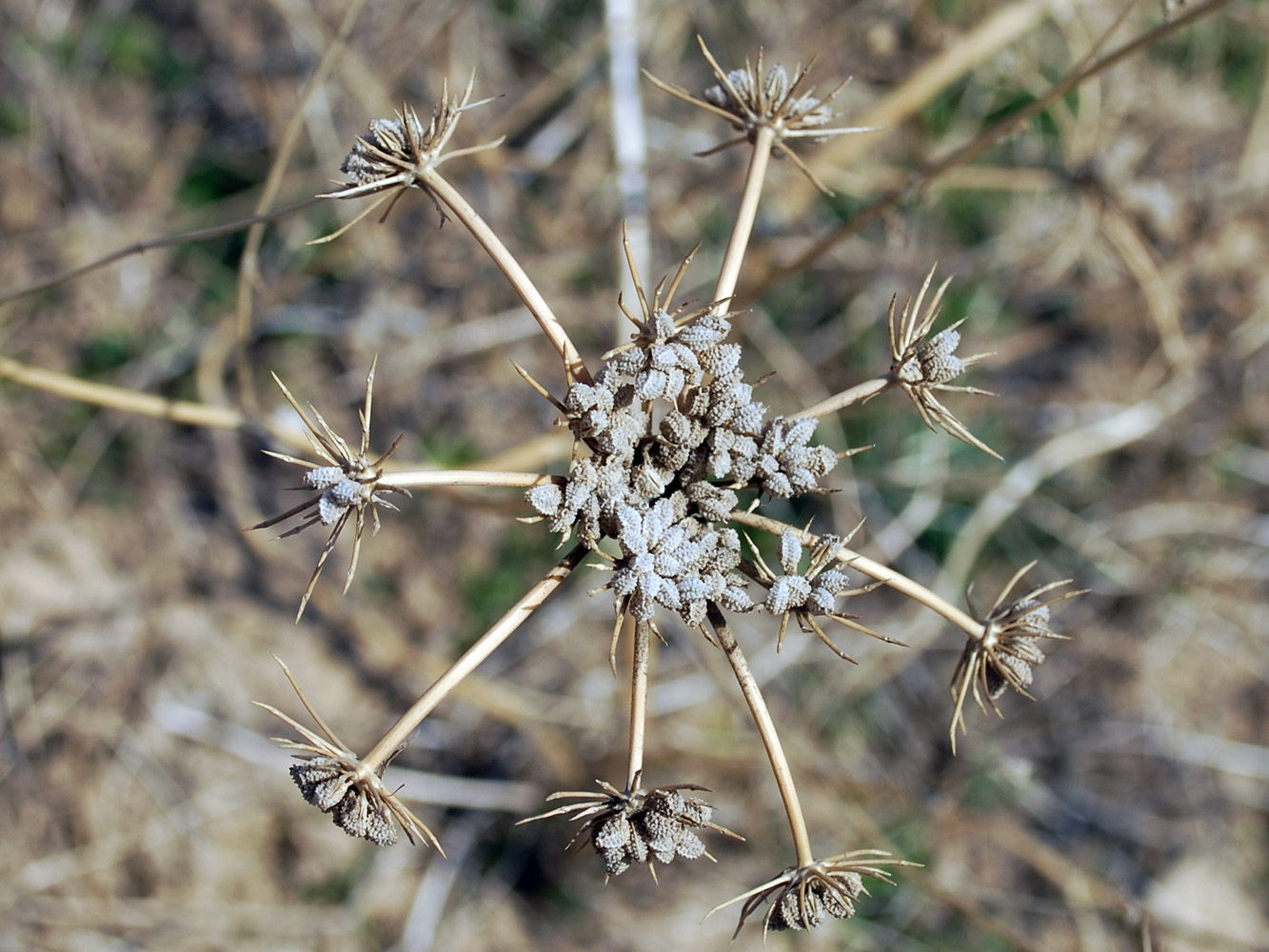 Image of Eremodaucus lehmannii specimen.