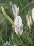 Astragalus ucrainicus. Цветки. Украина, окраина г. Запорожья, берег озера. 02.05.2012.