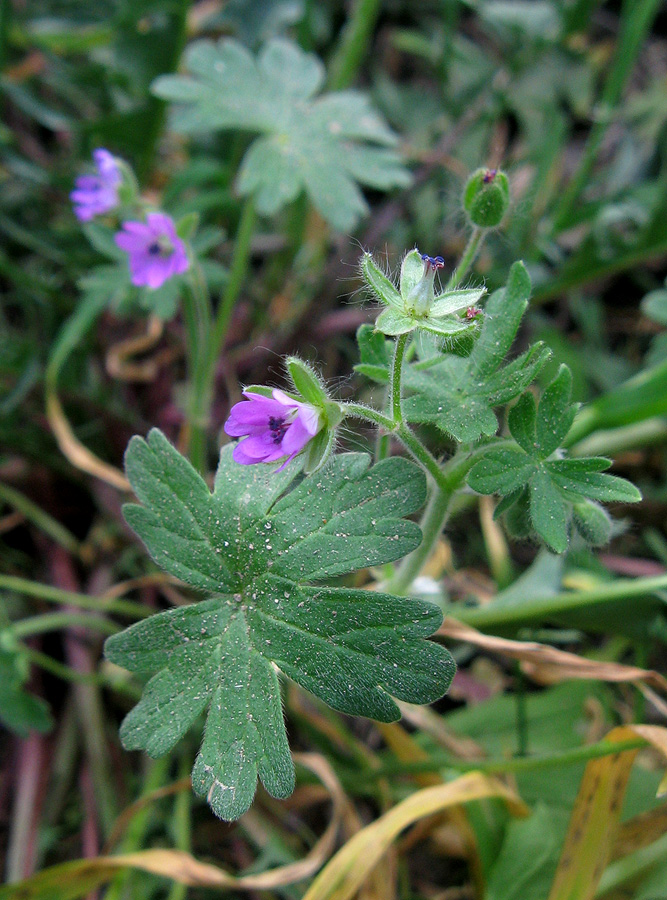 Image of Geranium molle specimen.