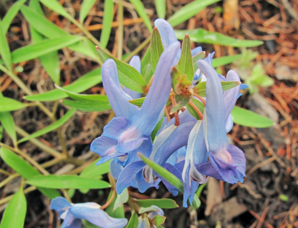 Image of Corydalis ambigua specimen.