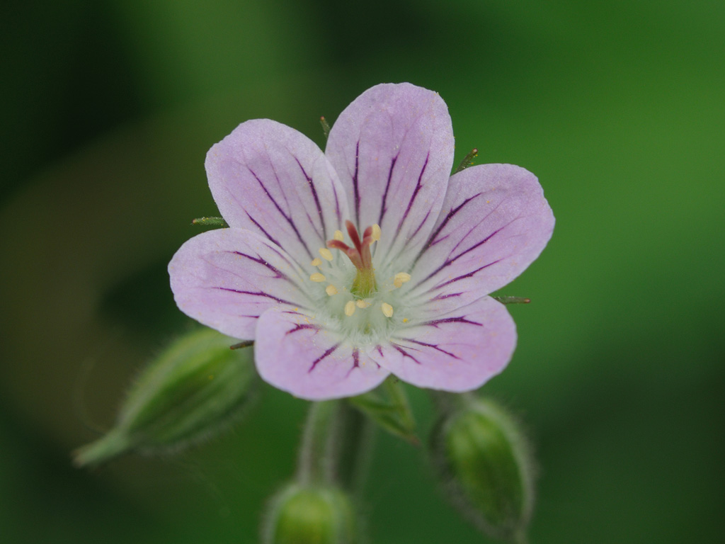 Image of Geranium sylvaticum specimen.