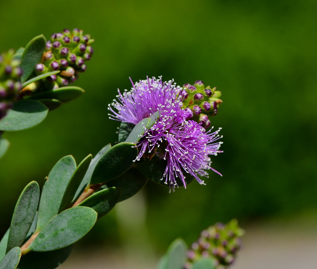 Image of Melaleuca nesophila specimen.