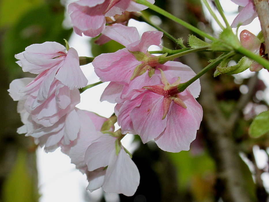 Image of Prunus serrulata specimen.