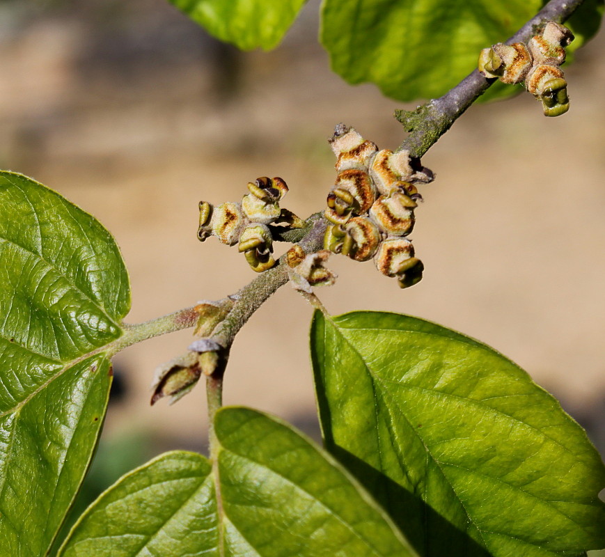 Image of Hamamelis virginiana specimen.