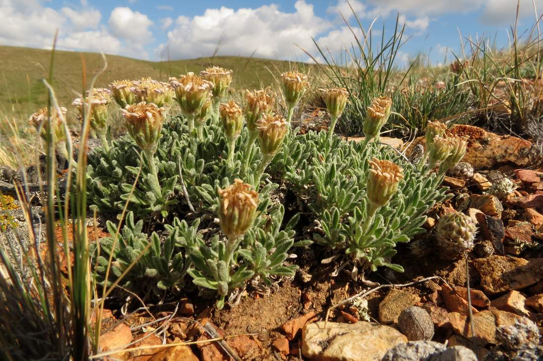 Image of Rhinactinidia eremophila specimen.