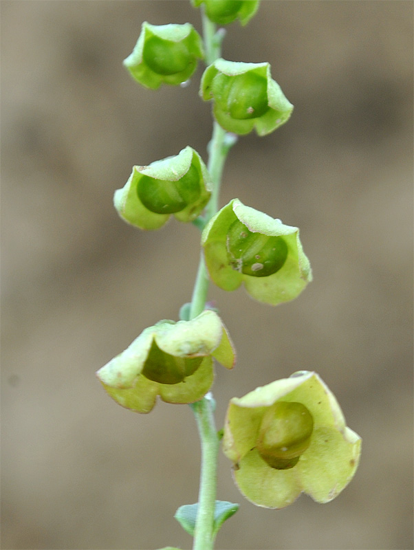 Изображение особи Suchtelenia calycina.