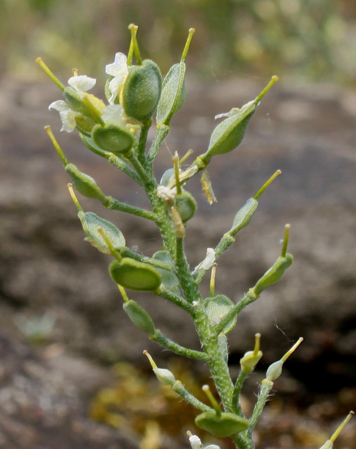 Image of Alyssum wulfenianum specimen.