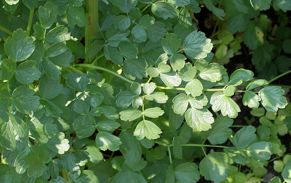 Image of genus Thalictrum specimen.