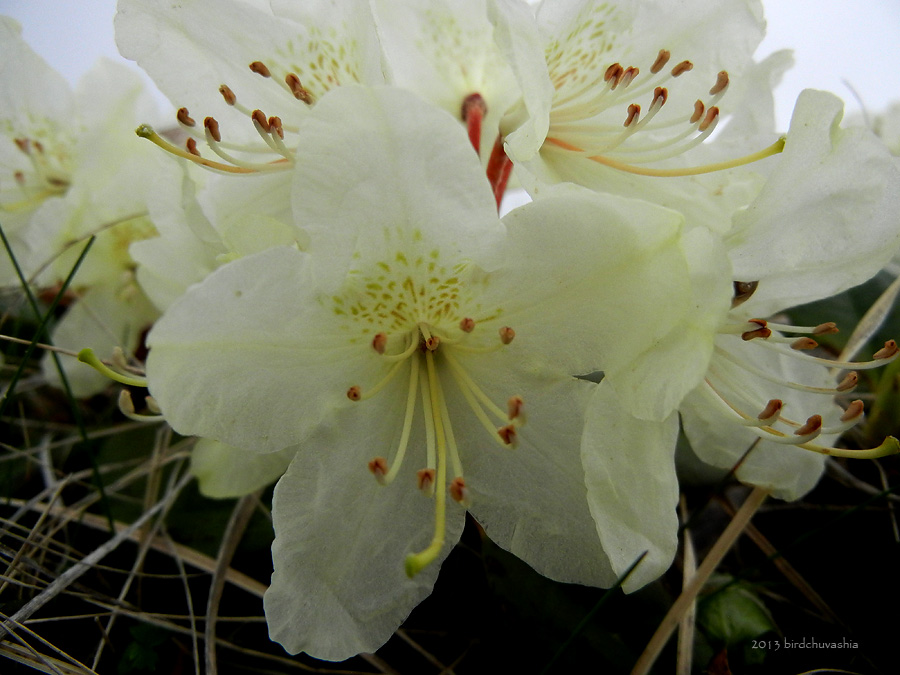 Image of Rhododendron aureum specimen.