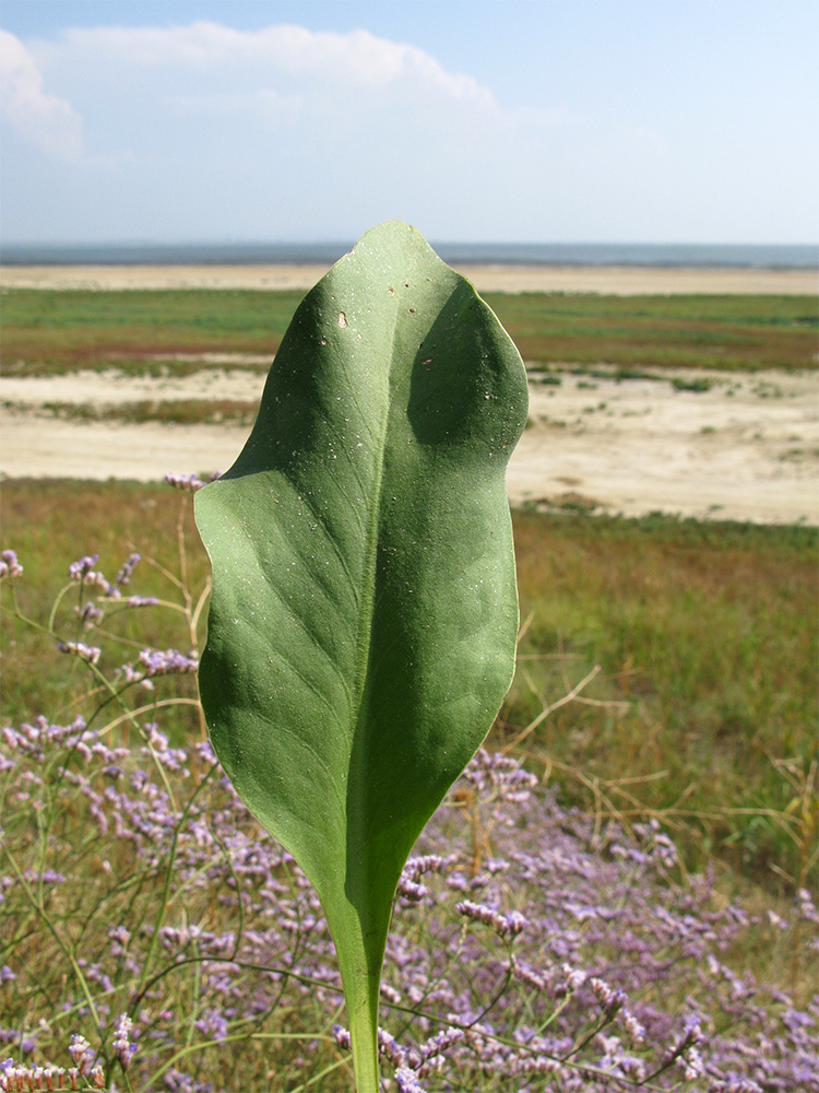 Image of Limonium scoparium specimen.