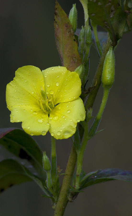 Image of Oenothera biennis specimen.