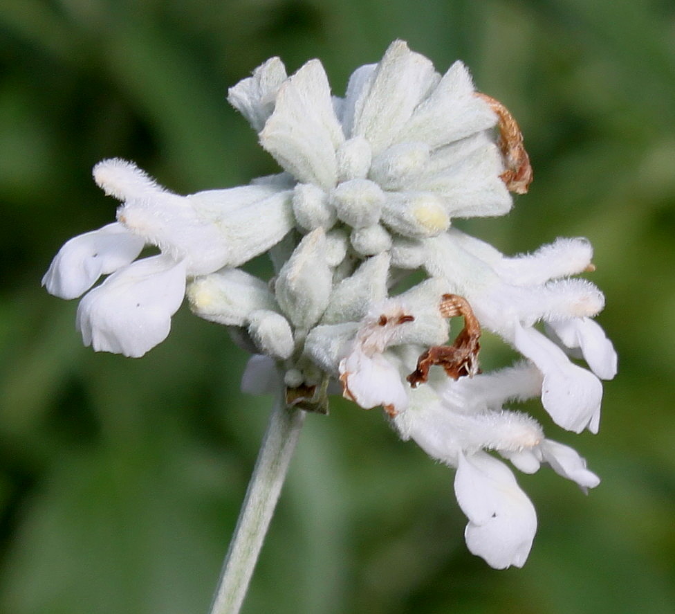 Image of Salvia farinacea specimen.