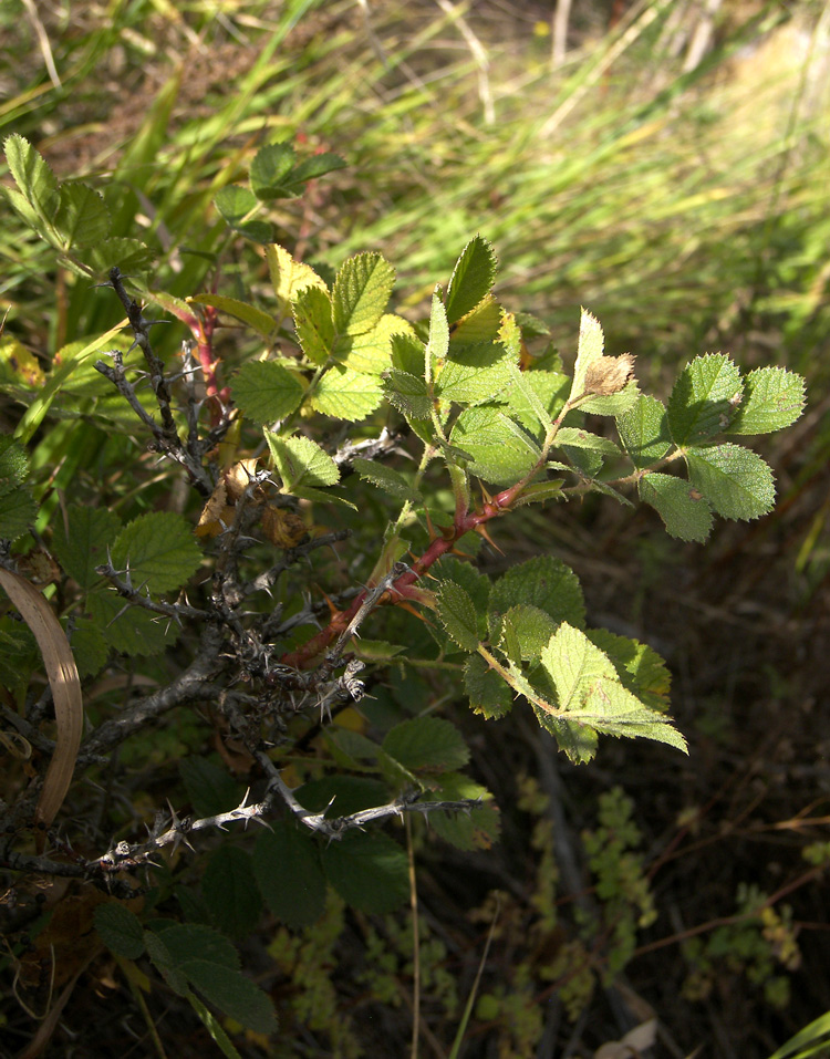 Image of Rosa khasautensis specimen.