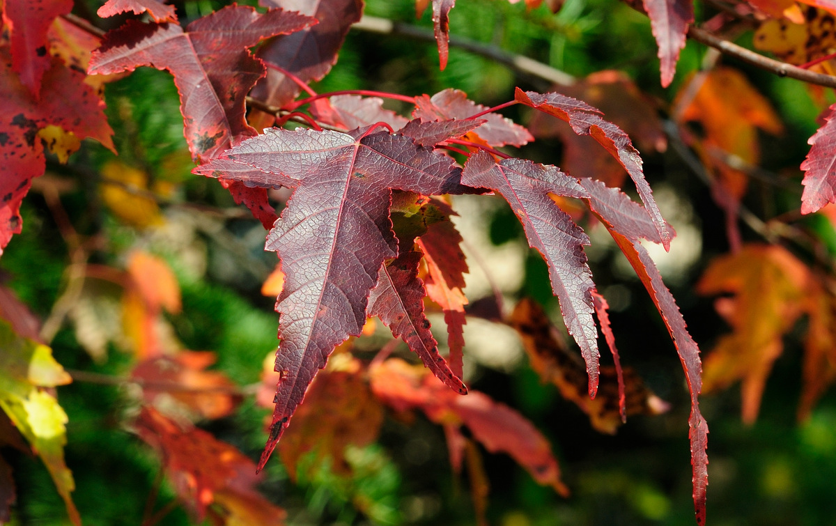 Image of Acer ginnala specimen.