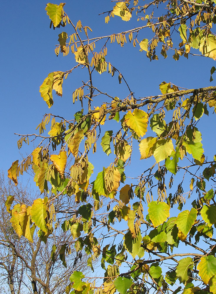 Изображение особи Corylus colurna.